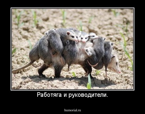 Работяга и руководители.