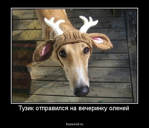Тузик отправился на вечеринку оленей 