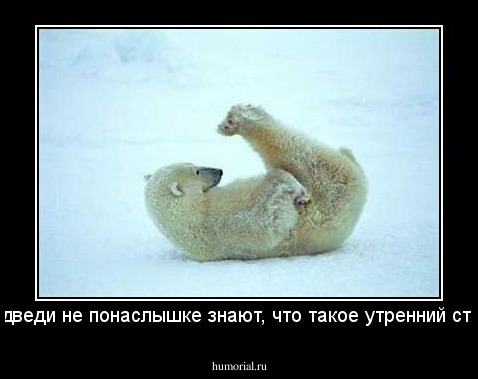 медведи не понаслышке знают, что такое утренний стояк