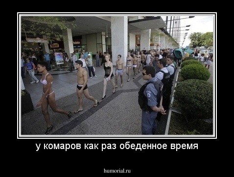у комаров как раз обеденное время
