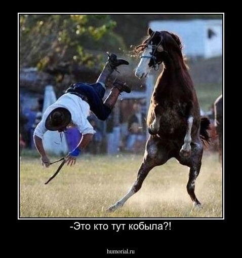 -Это кто тут кобыла?!