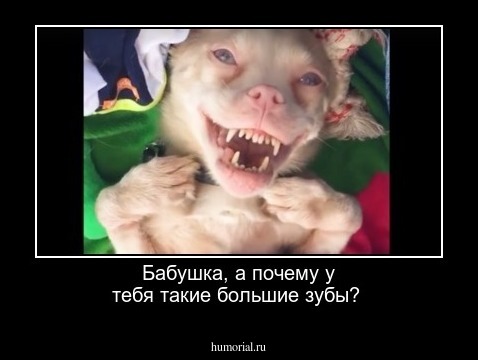 Бабушка, а почему у тебя такие большие зубы?
