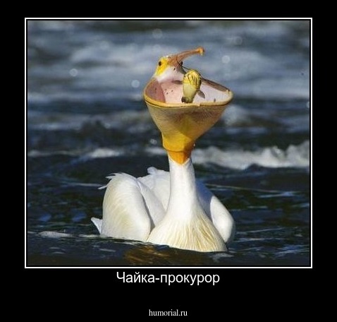Чайка-прокурор