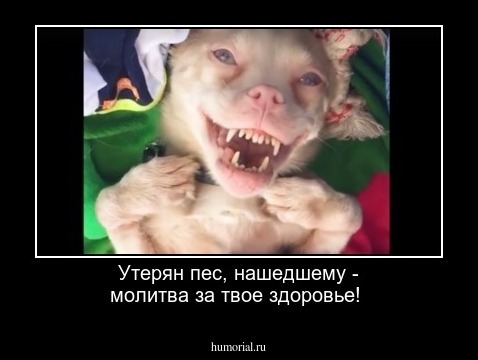 Утерян пес, нашедшему - молитва за твое здоровье!