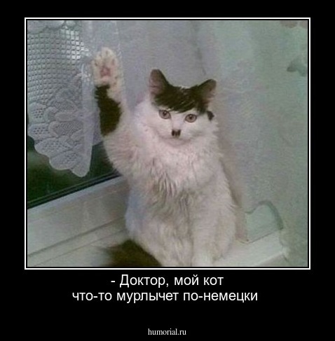 - Доктор, мой кот что-то мурлычет по-немецки