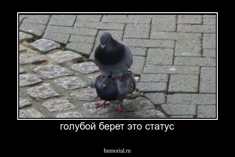 голубой берет это статус