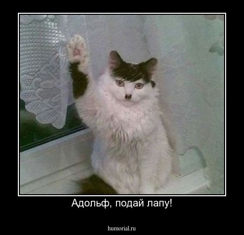 Адольф, подай лапу!