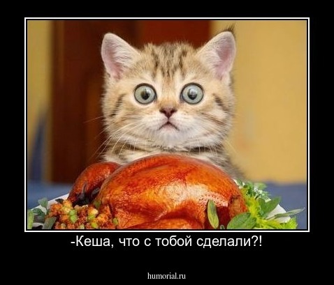 -Кеша, что с тобой сделали?!