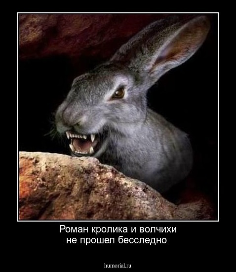 Роман кролика и волчихи не прошел бесследно