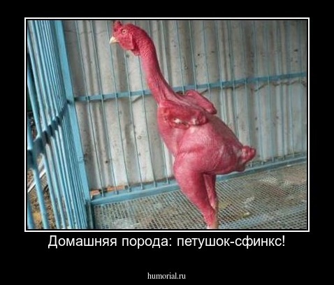 Домашняя порода: петушок-сфинкс!