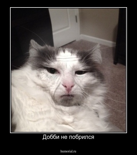 Добби не побрился