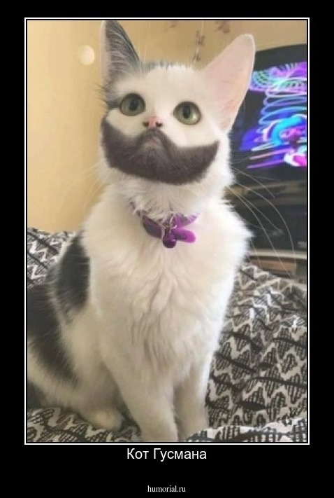 Кот Гусмана