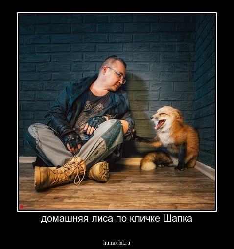 домашняя лиса по кличке Шапка