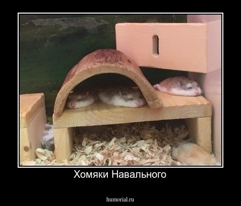 Хомяки Навального