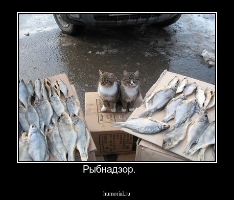 Рыбнадзор.     