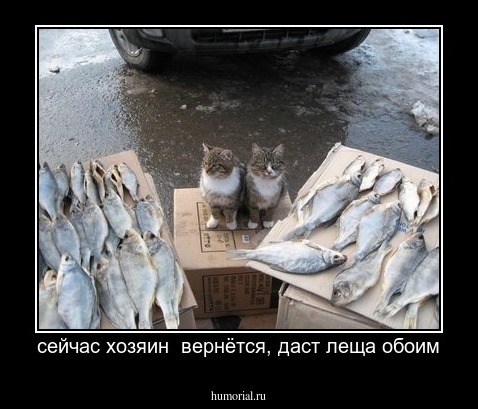 сейчас хозяин  вернётся, даст леща обоим