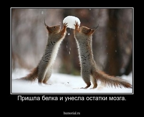 Пришла белка и унесла остатки мозга.