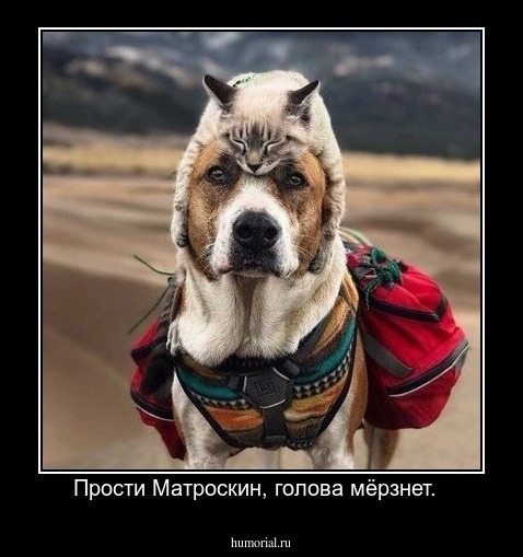 Прости Матроскин, голова мёрзнет.  