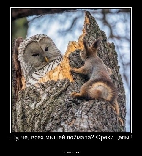 -Ну, че, всех мышей поймала? Орехи целы?