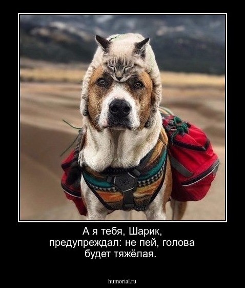 А я тебя, Шарик, предупреждал: не пей, голова будет тяжёлая.