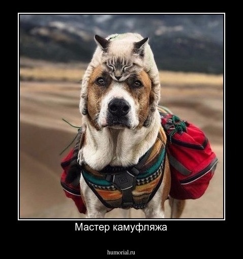 Мастер камуфляжа