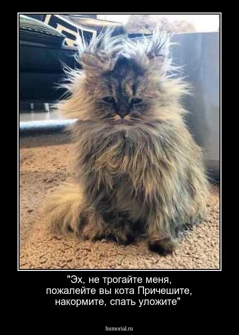 "Эх, не трогайте меня, пожалейте вы кота
Причешите, накормите, спать уложите"