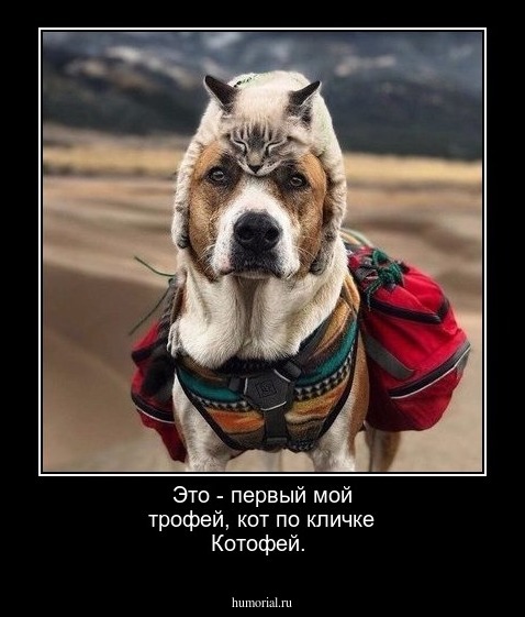 Это  - первый мой трофей, кот по кличке Котофей.