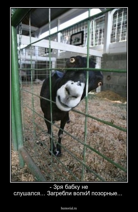 - Зря бабку не слушался... Загребли волкИ позорные...