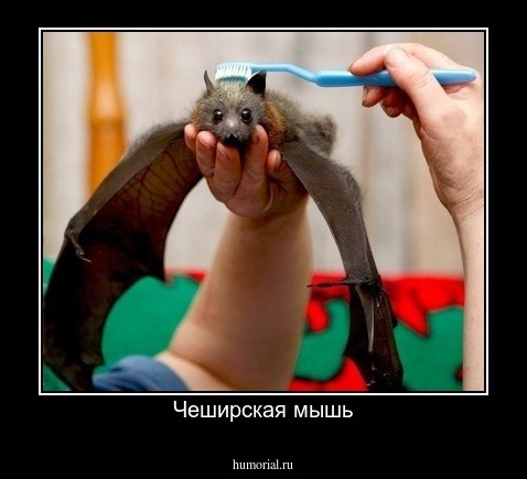Чеширская мышь