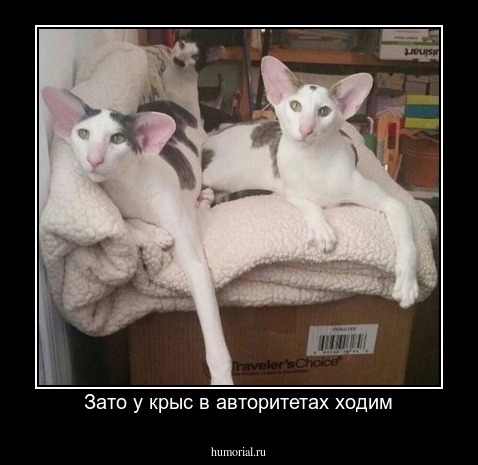 Зато у крыс в авторитетах ходим