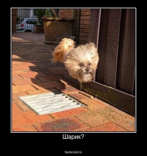 Шарик?
