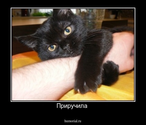 Приручила 