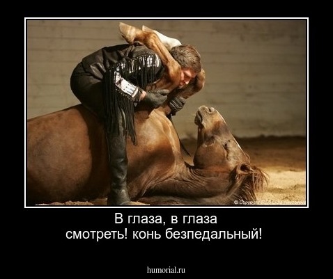 В глаза, в глаза смотреть! конь безпедальный!