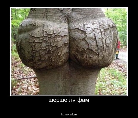 шерше ля фам