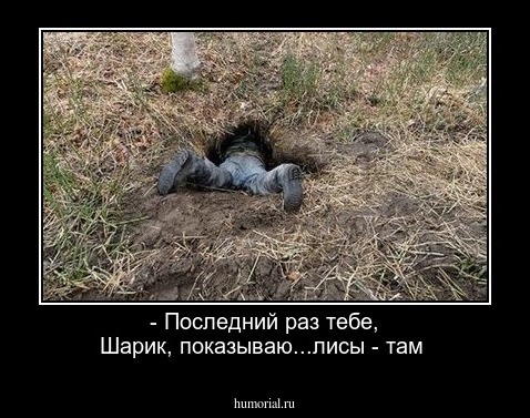 - Последний раз тебе, Шарик, показываю...лисы - там