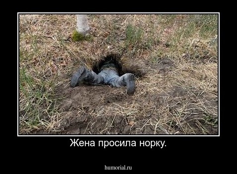 Жена просила норку.