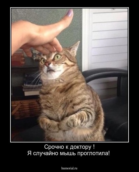 Срочно к доктору ! Я случайно мышь проглотила!