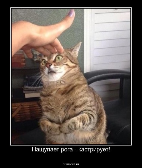 Нащупает рога - кастрирует!