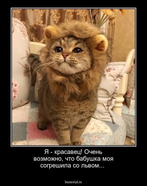 Я - красавец! Очень возможно, что бабушка моя согрешила со львом...