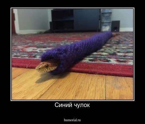 Синий чулок
