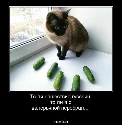 То ли нашествие гусениц, то ли я с валерьяной перебрал...
