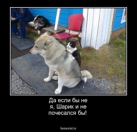 Да если бы не я, Шарик и не почесался бы!