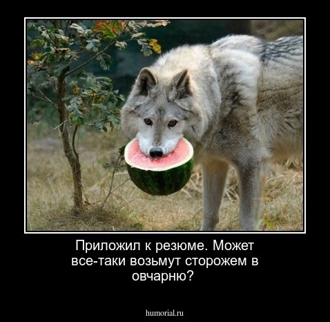 Приложил к резюме. Может все-таки возьмут сторожем в овчарню?