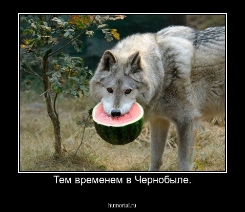 Тем временем в Чернобыле.
