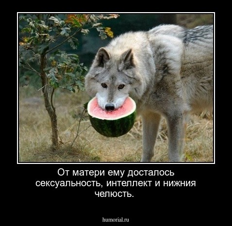 От матери ему досталось сексуальность, интеллект и нижния челюсть. 