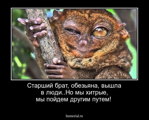 Старший брат, обезьяна, вышла в люди..Но мы хитрые, мы пойдем другим путем!