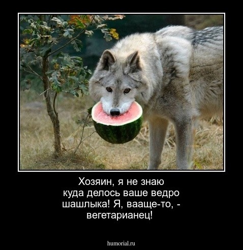 Хозяин, я не знаю куда делось ваше ведро шашлыка! Я, вааще-то, - вегетарианец!