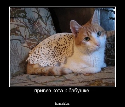 привез кота к бабушке 