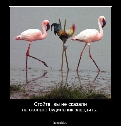 Стойте, вы не сказали на сколько будильник заводить.