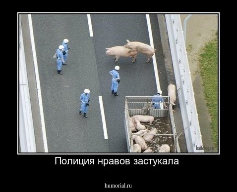 Полиция нравов застукала 